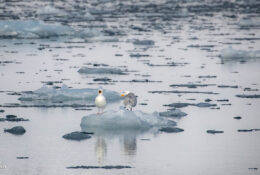Spitsbergen_2025 (59/78)